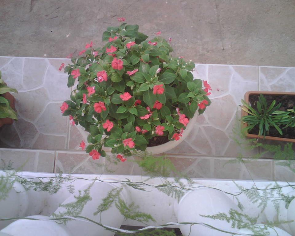 Maua and More Kensington Shopping Boulevard, Kensington Luxury Heights Kyanja, Kampala, Uganda, Gardeners, Gardens, Kampala Uganda Gardening and Landscaping, Home Decor, Interior & Exterior Design, Herbs, Flowers, Flower Pots Kampala Uganda, Ugabox